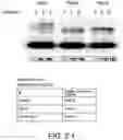 Fig. 11 - METHOD FOR SYNTHESIZING PEPTIDES IN CELL-FREE TRANSLATION SYSTEM