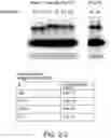 Fig. 12 - METHOD FOR SYNTHESIZING PEPTIDES IN CELL-FREE TRANSLATION SYSTEM