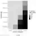 Fig. 07 - Dilution tagging for quantification of biological targets