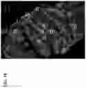 Fig. 16 - Simultaneous quantification of gene expression in a user-defined region of a cross-sectioned tissue
