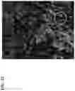 Fig. 19 - Simultaneous quantification of gene expression in a user-defined region of a cross-sectioned tissue