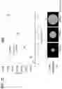 Fig. 20 - Simultaneous quantification of gene expression in a user-defined region of a cross-sectioned tissue