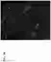 Fig. 25 - Simultaneous quantification of gene expression in a user-defined region of a cross-sectioned tissue