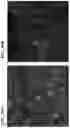 Fig. 27 - Simultaneous quantification of gene expression in a user-defined region of a cross-sectioned tissue