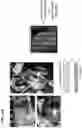 Fig. 36 - Simultaneous quantification of gene expression in a user-defined region of a cross-sectioned tissue