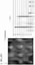 Fig. 40 - Simultaneous quantification of gene expression in a user-defined region of a cross-sectioned tissue