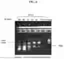 Fig. 07 - Methods for true isothermal strand displacement amplification