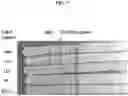 Fig. 08 - Methods for true isothermal strand displacement amplification