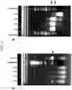 Fig. 12 - Methods for true isothermal strand displacement amplification