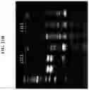 Fig. 23 - Methods for true isothermal strand displacement amplification