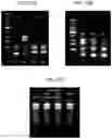 Fig. 25 - Methods for true isothermal strand displacement amplification