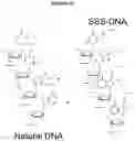 Fig. 49 - Methods and compositions for incorporating nucleotides