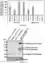 Fig. 04 - Methods and kits for evaluating zinc levels in milk