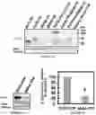 Fig. 06 - Methods and kits for evaluating zinc levels in milk
