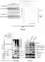 Fig. 03 - METHOD FOR DETERMINING, PREDICTING AND TREATING CANCER