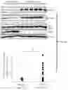 Fig. 04 - METHOD FOR DETERMINING, PREDICTING AND TREATING CANCER