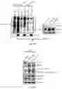 Fig. 07 - METHOD FOR DETERMINING, PREDICTING AND TREATING CANCER