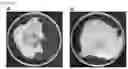 Fig. 02 - Water-dispersible paper