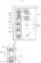 Fig. 33 - Touch sensor assembly and refrigerator door including a touch sensor assembly