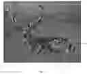 Fig. 03 - Lifelike image dart game