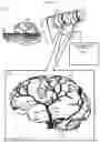 Fig. 24 - Generation of one or more edges of luminosity to form three-dimensional models of objects