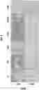 Fig. 03 - Fixatives and methods of use