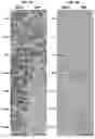 Fig. 10 - Fixatives and methods of use