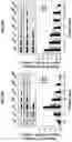Fig. 12 - Fixatives and methods of use