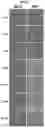 Fig. 13 - Fixatives and methods of use