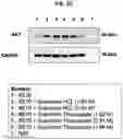Fig. 14 - Fixatives and methods of use