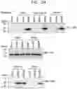 Fig. 04 - Method for recovering extracellular vesicles