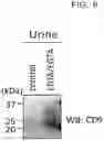 Fig. 09 - Method for recovering extracellular vesicles