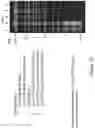 Fig. 16 - APPARATUSES, METHODS AND SYSTEMS FOR AUTOMATED PROCESSING OF NUCLEIC ACIDS AND ELECTROPHORETIC SAMPLE PREPARATION