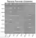 Fig. 01 - Hypoxic NK cells and methods therefor