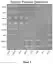 Fig. 02 - Hypoxic NK cells and methods therefor