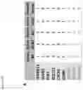 Fig. 20 - BIOMARKERS FOR CELLULAR SENESCENCE