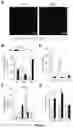 Fig. 02 - LEUKOCYTE ADHESIVE FUNCTION ASSAYS, DEVICES AND/OR USES