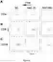 Fig. 08 - LEUKOCYTE ADHESIVE FUNCTION ASSAYS, DEVICES AND/OR USES