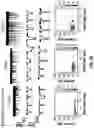 Fig. 41 - Analyte detection method