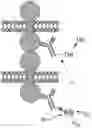Fig. 01 - METHODS OF ASSESSING PROTEIN INTERACTIONS BETWEEN CELLS