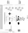 Fig. 12 - Microfluidic system and method for real-time measurement of antibody-antigen binding and analyte detection