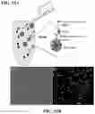 Fig. 18 - Microfluidic system and method for real-time measurement of antibody-antigen binding and analyte detection