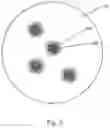Fig. 03 - SUPERPARAMAGNETIC AND HIGHLY POUROUS POLYMER PARTICLES FOR DIAGNOSTIC APPLICATIONS