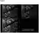 Fig. 03 - DIAGNOSTIC