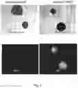 Fig. 08 - HLA G-modified cells and methods