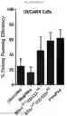 Fig. 03 - COMPOSITIONS AND METHODS FOR TARGETING CANCER STEM CELLS