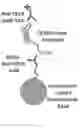 Fig. 02 - Antibodies and methods for the detection of cell death