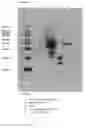 Fig. 04 - Antibodies and methods for the detection of cell death