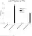 Fig. 06 - Antibodies and methods for the detection of cell death