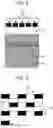 Fig. 03 - Electrophotographic photosensitive member, process cartridge, and electrophotographic apparatus
